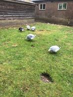 Broedeieren van de Parelhoender parelhoenders, Dieren en Toebehoren, Pluimvee, Geslacht onbekend, Overige soorten