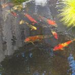 Koi Showa 40 cm en en 20cm Doitsu sanke, Dieren en Toebehoren, Karper of Koi