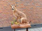 Opgezette caracal opgezet taxidermy Afrika schedel gewei, Ophalen, Wild dier, Opgezet dier