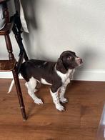 Wegens annulering LABRADOR x HEIDEWACHTEL pup - reutje, Nederland, Reu, CDV (hondenziekte), 8 tot 15 weken