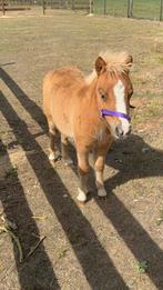 Shetlander veulen(s), Dieren en Toebehoren, Niet van toepassing, Hengst, A pony (tot 1.17m), Recreatiepony