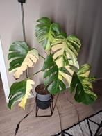 Monstera Aurea Variegata, Huis en Inrichting, Kamerplanten, Ophalen of Verzenden