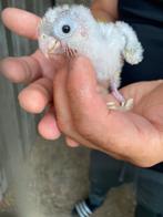 Jonge phyrrhura, Dieren en Toebehoren, Geslacht onbekend, Parkiet, Tam