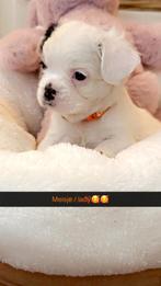 Fransebulldog pups !! Zeer knap Fluffy ultieme neus !!, Dieren en Toebehoren, Overige rassen, 8 tot 15 weken, Meerdere, Meerdere dieren