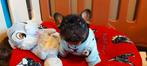 Prachtige Franse Bulldog pups met stamboom, België, Particulier, 8 tot 15 weken, Parvo