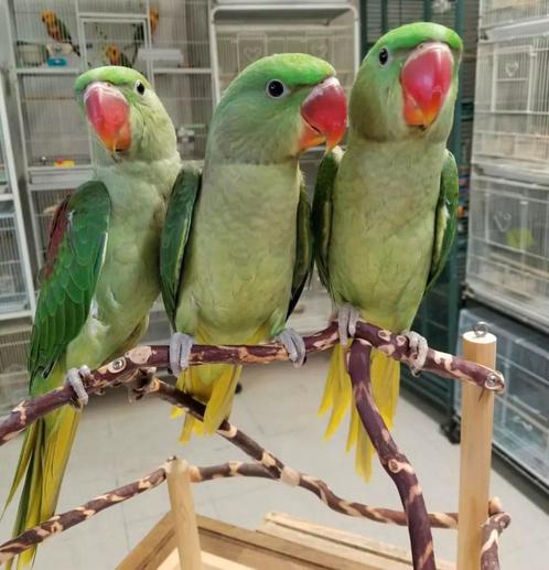 alexander papegaaien, Dieren en Toebehoren, Vogels | Parkieten en Papegaaien, Parkiet, Meerdere dieren, Pratend, Tam, Geringd