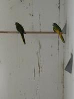 Turkooisparkiet, Dieren en Toebehoren, Vogels | Parkieten en Papegaaien