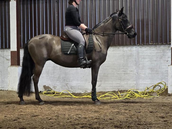 Paarden scheren, Diensten en Vakmensen, Dieren | Paarden | Verzorging, Oppas en Les, Verzorging of Verzorgpony's