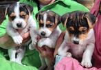 Boerenfox puppies (1 reutje) drie kleurig, Dieren en Toebehoren, Particulier, Meerdere, 8 tot 15 weken, Reu