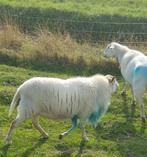Zware ram schaap dekram schapen, Dieren en Toebehoren, Schapen, Geiten en Varkens, Mannelijk, Schaap