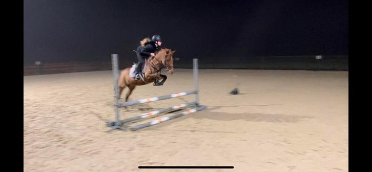 Leuke D pony, Dieren en Toebehoren, Pony's, Merrie