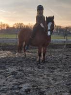 Verzorg pony gezocht in de buurt van warmond, Ophalen of Verzenden