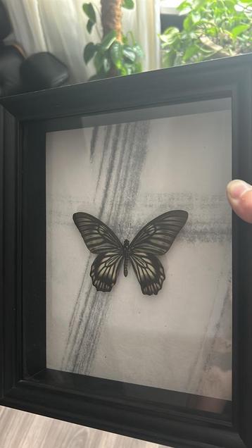 Opgezette Papilio clytia  vlinder beschikbaar voor biedingen