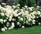 Hydrangea arb. Annabelle - Hortensia Annabelle, Vaste plant, Halfschaduw, Zomer, Ophalen