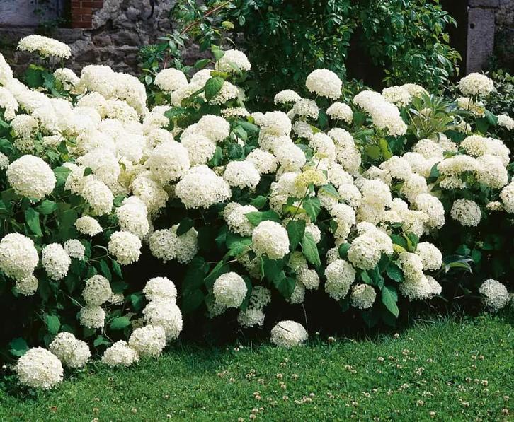 Hydrangea arb. Annabelle - Hortensia Annabelle, Tuin en Terras, Planten | Tuinplanten, Vaste plant, Overige soorten, Halfschaduw