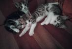 Te koop jonge poesjes, Dieren en Toebehoren, Katten en Kittens | Overige Katten, Poes, Kortharig, 0 tot 2 jaar