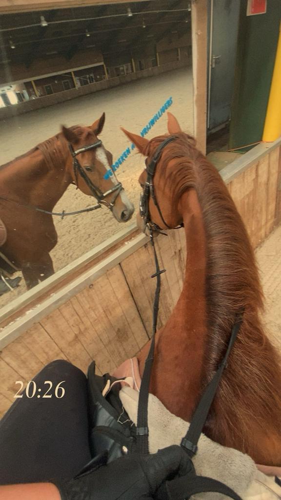 Verzorg/bijrijd paard gezocht, Dieren en Toebehoren, Paarden en Pony's | Verzorgingsproducten, Zo goed als nieuw, Ophalen