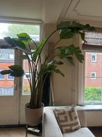 strelitzia nicolai | 210 cm, Huis en Inrichting, Kamerplanten, Ophalen, 200 cm of meer, Overige soorten, In pot