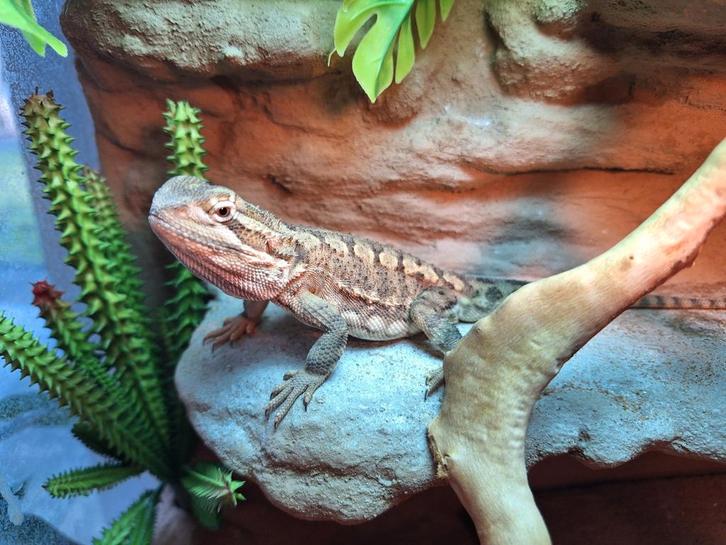 Tamme dwergbaardagaam / Pogona Henrylawsoni