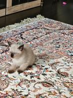 Ragdoll kittens., Meerdere dieren