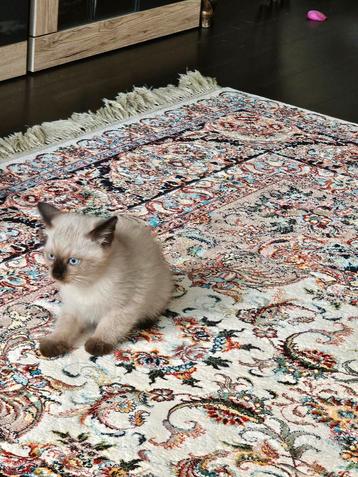 Ragdoll kittens. beschikbaar voor biedingen