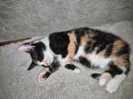 Warm huisje gezocht voor 2 poezen kittens, Dieren en Toebehoren, Katten en Kittens | Raskatten | Korthaar, Poes, Ontwormd, 0 tot 2 jaar