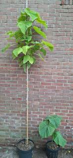 Paulownia tomentosa, anna paulowna boom, Tuin en Terras, Planten | Bomen, Ophalen, Volle zon, Overige soorten