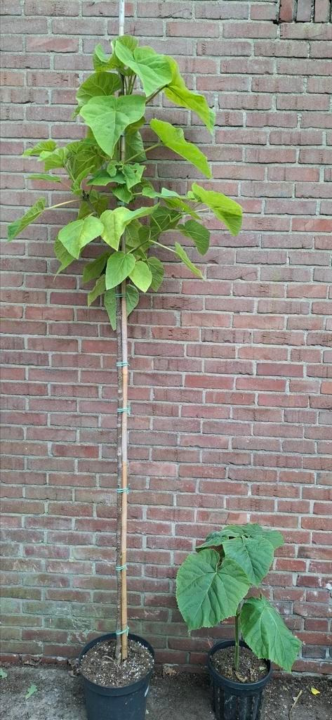 Paulownia tomentosa, anna paulowna boom, Tuin en Terras, Planten | Bomen, Overige soorten, Volle zon, Ophalen