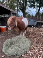 Pony gratis, Dieren en Toebehoren, Stalling en Weidegang, Toebehoren