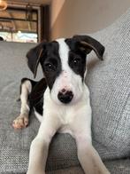 Walt medium reutje 4 maanden, Dieren en Toebehoren, Honden | Niet-rashonden, Particulier, Rabiës (hondsdolheid), 15 weken tot 1 jaar