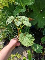 Begonia grandis winterharde tuin Begonia bijzondere plant, Ophalen, Zomer, Overige soorten, Halfschaduw