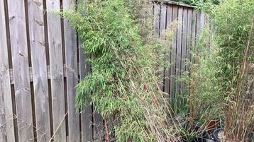 Bamboe beschikbaar voor biedingen