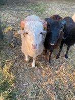 Ouessant rammetjes, Dieren en Toebehoren, Schapen, Geiten en Varkens, Mannelijk, Schaap