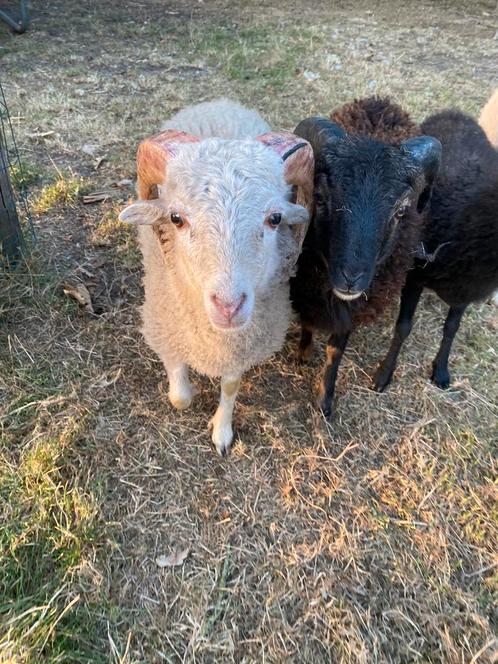Ouessant rammetjes, Dieren en Toebehoren, Schapen, Geiten en Varkens, Schaap, Mannelijk