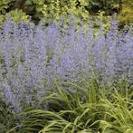 Nepeta faassenii (Kattenkruid) te koop nog 3 stuks, Tuin en Terras, Planten | Tuinplanten, Ophalen, Zomer, Overige soorten, Halfschaduw