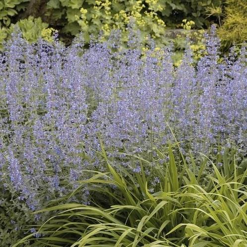 Nepeta faassenii (Kattenkruid) te koop nog 3 stuks, Tuin en Terras, Planten | Tuinplanten, Overige soorten, Halfschaduw, Zomer
