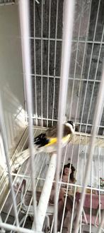 Majoor Putter koppel man scripati van 22 popwk 2024 Nu inRui, Dieren en Toebehoren, Meerdere dieren, Wildzangvogel