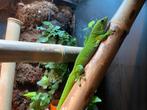 Koppel Phelsuma Grandis, eventueel met terrarium, Dieren en Toebehoren, Reptielen en Amfibieën, Hagedis, Met terrarium, 3 tot 6 jaar