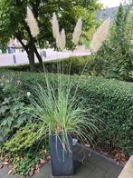 Zaden pampasgras hoog (Cortaderia selloana), Ophalen of Verzenden, Voorjaar, Volle zon, Zaad