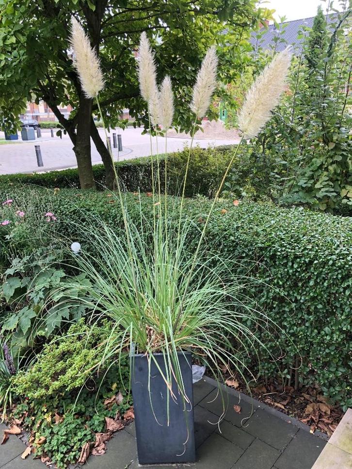 Zaden pampasgras hoog (Cortaderia selloana), Tuin en Terras, Bloembollen en Zaden, Zaad, Voorjaar, Volle zon, Ophalen of Verzenden