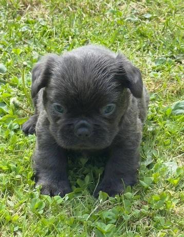 Franse bulldog fluffy pups beschikbaar voor biedingen