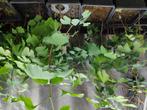 Gingko ginkgo biloba zaad/zaden vers geoogst., Ophalen of Verzenden, Volle zon, Overige soorten, Minder dan 100 cm