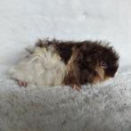 Super lieve jonge cavia zeugjes te koop, Dieren en Toebehoren, Knaagdieren, Augustus, Vrouwelijk, Cavia