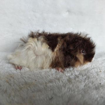 Super lieve jonge cavia zeugjes te koop  beschikbaar voor biedingen