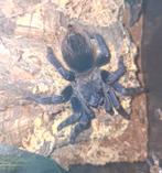 Diverse Vogelpinnen, Dieren en Toebehoren, Spin of Schorpioen