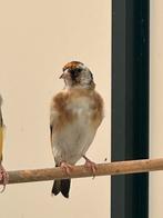 Kleine witkeel  putter pop 2025, Dieren en Toebehoren, Vogels | Overige Vogels, Mannelijk, Wildzangvogel, Geringd