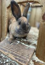 Twee prachtige rammetjes!, Mannelijk, Middelgroot, 0 tot 2 jaar