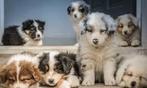 Gastgezin worden van een Australian Shepherd pup 🐶🤍✨, Dieren en Toebehoren, Honden | Herdershonden en Veedrijvers, CDV (hondenziekte)