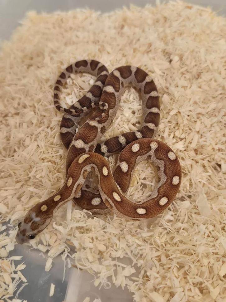 Scaleless, Microscaleless, Palmetto korenslangen!, Dieren en Toebehoren, Reptielen en Amfibieën, Slang, 0 tot 2 jaar, Tam