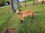 Kameroen ram lam, Dieren en Toebehoren, Schapen, Geiten en Varkens, Mannelijk, Schaap